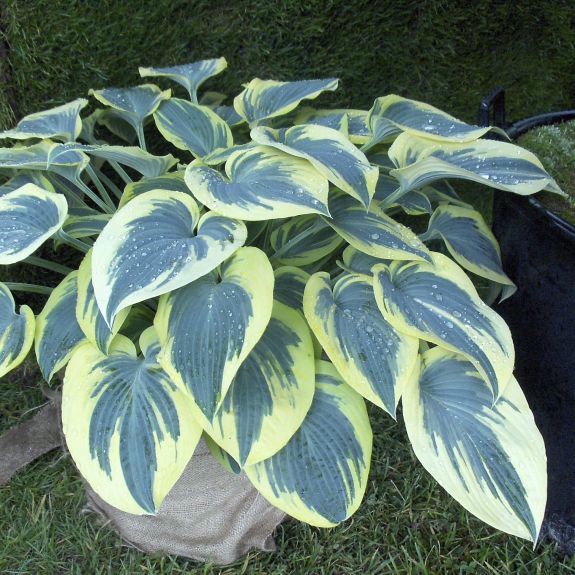 BLU IVORY